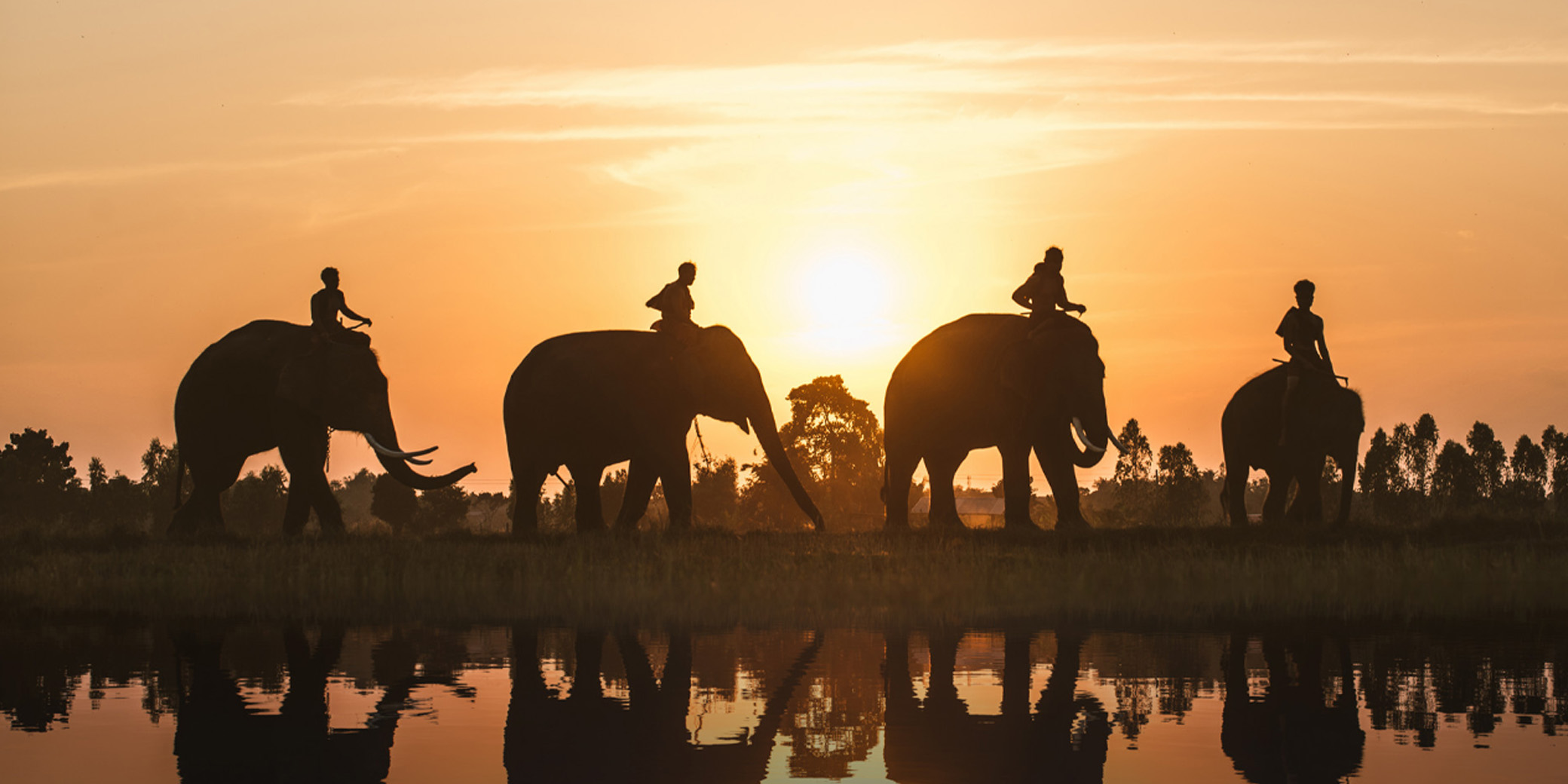 Elephant Festival, Surin