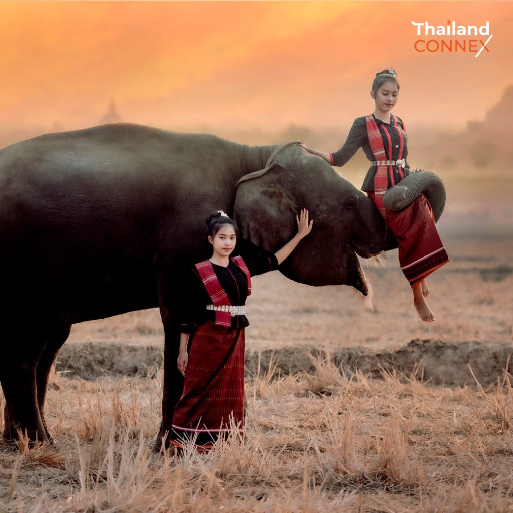 Surin Elephant with Thai people
